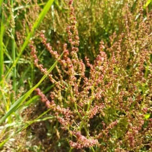 Rumex acetosella at Franklin, ACT - 10 Nov 2020 03:47 PM