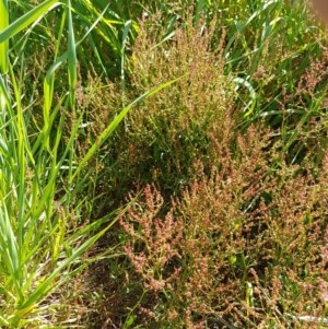 Rumex acetosella at Franklin, ACT - 10 Nov 2020 03:47 PM