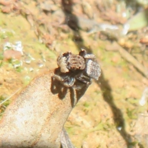 Maratus vespertilio at Holt, ACT - suppressed