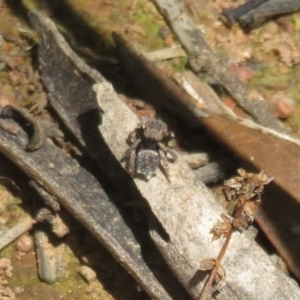 Maratus vespertilio at Holt, ACT - suppressed