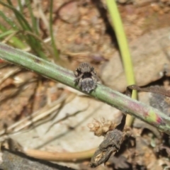 Maratus vespertilio at Holt, ACT - 10 Nov 2020