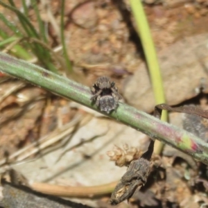 Maratus vespertilio at Holt, ACT - suppressed