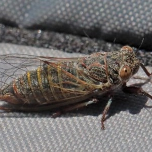 Atrapsalta furcilla at O'Connor, ACT - 10 Nov 2020