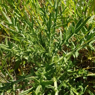 Cirsium vulgare (Spear Thistle) at Budjan Galindji (Franklin Grassland) Reserve - 10 Nov 2020 by trevorpreston