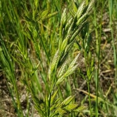 Bromus hordeaceus (A Soft Brome) at Franklin, ACT - 10 Nov 2020 by tpreston