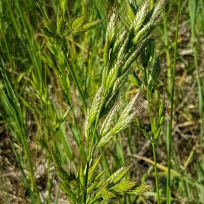 Bromus hordeaceus (A Soft Brome) at Budjan Galindji (Franklin Grassland) Reserve - 10 Nov 2020 by trevorpreston