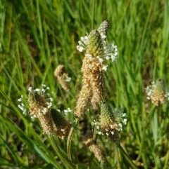 Plantago lanceolata (Ribwort Plantain, Lamb's Tongues) at Franklin, ACT - 10 Nov 2020 by trevorpreston