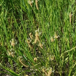 Plantago lanceolata at Franklin, ACT - 10 Nov 2020 03:51 PM