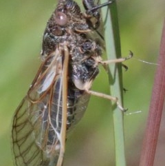 Myopsalta waterhousei (Smoky Buzzer) at O'Connor, ACT - 10 Nov 2020 by ConBoekel