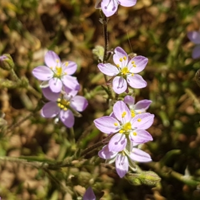 Spergularia rubra (Sandspurrey) at Budjan Galindji (Franklin Grassland) Reserve - 10 Nov 2020 by trevorpreston
