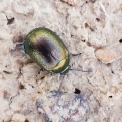 Chrysolina quadrigemina (Greater St Johns Wort beetle) at Budjan Galindji (Franklin Grassland) Reserve - 10 Nov 2020 by tpreston