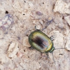 Chrysolina quadrigemina at Franklin, ACT - 10 Nov 2020