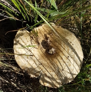 Agaricus sp. at Franklin, ACT - 10 Nov 2020