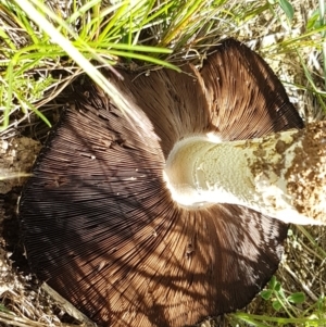 Agaricus sp. at Franklin, ACT - 10 Nov 2020