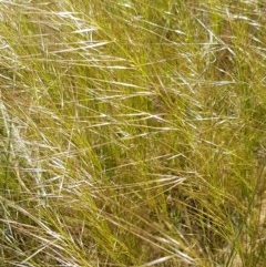 Austrostipa scabra (Corkscrew Grass, Slender Speargrass) at Budjan Galindji (Franklin Grassland) Reserve - 10 Nov 2020 by tpreston