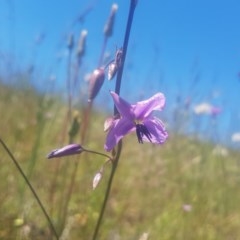 Arthropodium fimbriatum (Nodding Chocolate Lily) at Stromlo, ACT - 7 Nov 2020 by Kristy