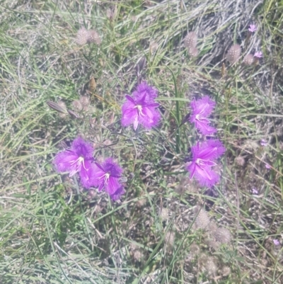 Thysanotus tuberosus subsp. tuberosus (Common Fringe-lily) at Stromlo, ACT - 7 Nov 2020 by Kristy