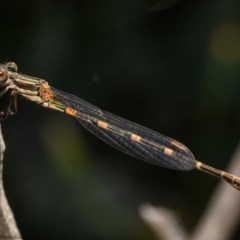 Austrolestes leda (Wandering Ringtail) at Holt, ACT - 9 Nov 2020 by Roger