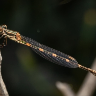 Austrolestes leda (Wandering Ringtail) at Holt, ACT - 10 Nov 2020 by Roger