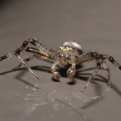 Australomisidia sp. (genus) (Flower spider) at ANBG - 6 Nov 2020 by Tim L