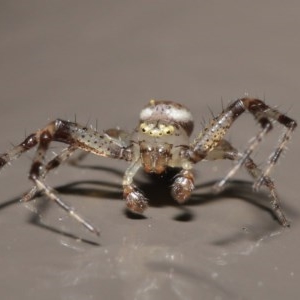 Australomisidia sp. (genus) at Acton, ACT - 6 Nov 2020 12:55 PM