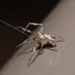 Australomisidia sp. (genus) at Acton, ACT - 6 Nov 2020 12:55 PM