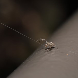 Australomisidia sp. (genus) at Acton, ACT - 6 Nov 2020 12:55 PM