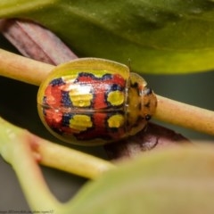 Paropsisterna nobilitata (Leaf beetle, Button beetle) at Woodstock Nature Reserve - 9 Nov 2020 by Roger