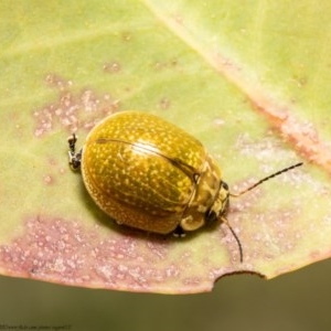 Paropsisterna cloelia at Holt, ACT - 10 Nov 2020