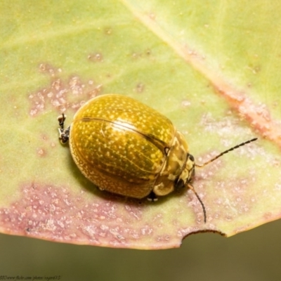 Paropsisterna cloelia (Eucalyptus variegated beetle) at Holt, ACT - 10 Nov 2020 by Roger