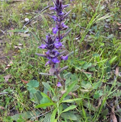 Ajuga australis (Austral Bugle) at Murrumbateman, NSW - 6 Nov 2020 by Dannygaff