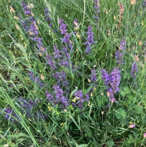 Ajuga australis at Murrumbateman, NSW - 7 Nov 2020