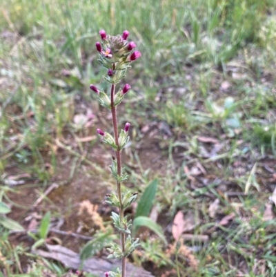 Parentucellia latifolia (Red Bartsia) at Murrumbateman, NSW - 7 Nov 2020 by Dannygaff