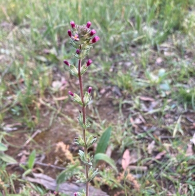 Parentucellia latifolia (Red Bartsia) at Murrumbateman, NSW - 6 Nov 2020 by Dannygaff