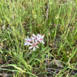 Burchardia umbellata at Murrumbateman, NSW - 7 Nov 2020 07:38 AM