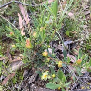 Hibbertia obtusifolia at Murrumbateman, NSW - 7 Nov 2020 07:12 AM