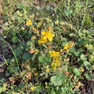 Hibbertia obtusifolia at Murrumbateman, NSW - 7 Nov 2020 07:12 AM