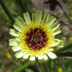 Tolpis barbata (Yellow Hawkweed) at Symonston, ACT - 8 Nov 2020 by RobParnell