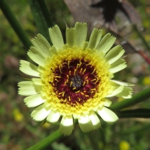 Tolpis barbata at Symonston, ACT - 8 Nov 2020