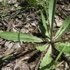 Tolpis barbata at Symonston, ACT - 8 Nov 2020