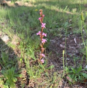 Stylidium graminifolium at Murrumbateman, NSW - 7 Nov 2020