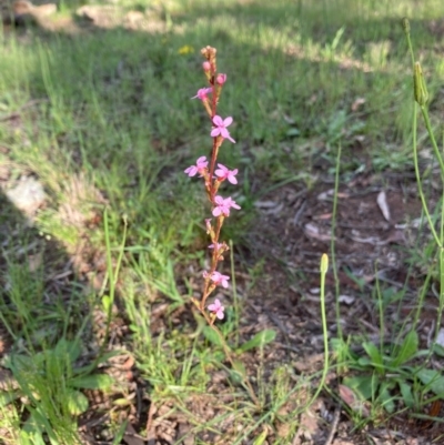 Stylidium graminifolium (grass triggerplant) at Murrumbateman, NSW - 7 Nov 2020 by Dannygaff