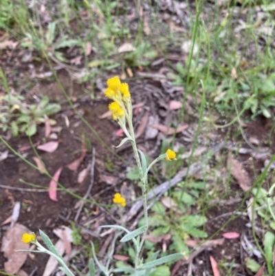 Chrysocephalum apiculatum (Common Everlasting) at Murrumbateman, NSW - 7 Nov 2020 by Dannygaff