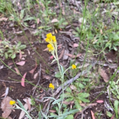 Chrysocephalum apiculatum (Common Everlasting) at Murrumbateman, NSW - 6 Nov 2020 by Dannygaff