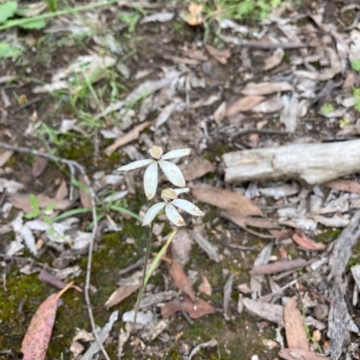 Caladenia cucullata (Lemon Caps) at Murrumbateman, NSW - 7 Nov 2020 by Dannygaff