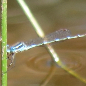 Austrolestes leda at Symonston, ACT - 8 Nov 2020