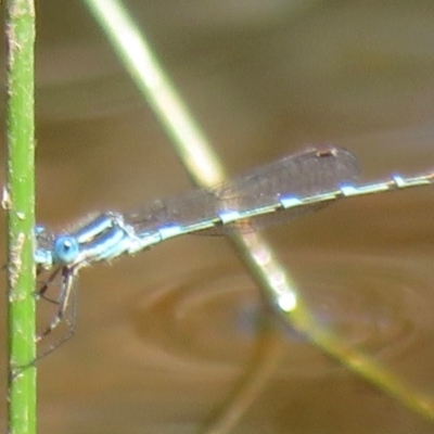 Austrolestes leda (Wandering Ringtail) at Symonston, ACT - 8 Nov 2020 by RobParnell