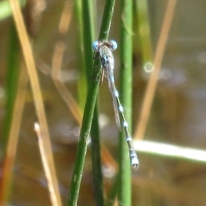 Austrolestes leda at Symonston, ACT - 8 Nov 2020