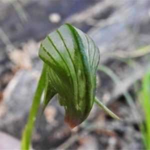 Pterostylis nutans at Paddys River, ACT - suppressed