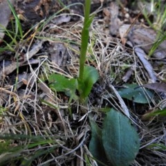 Pterostylis nutans at Paddys River, ACT - suppressed